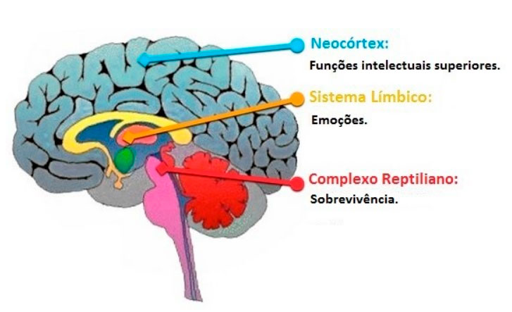 Cérebro Trino: Reptiliano, Límbico e Neocórtex.